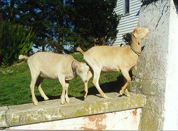 Gale and Mandy