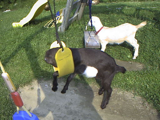 Amber swinging